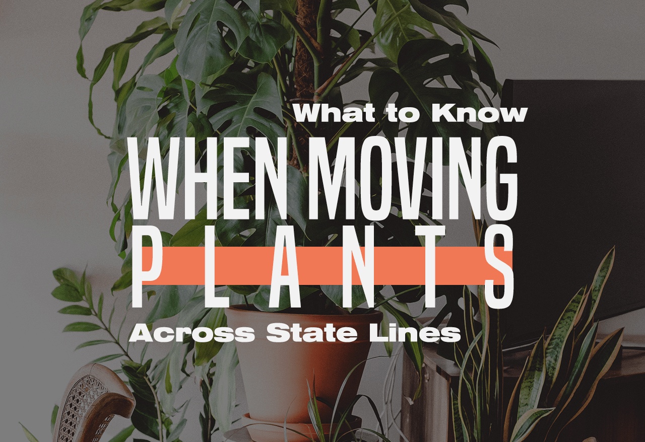 moving-houseplants