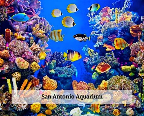 San Antonio Aquarium