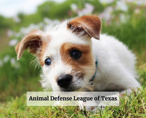 Animal Defense League of Texas