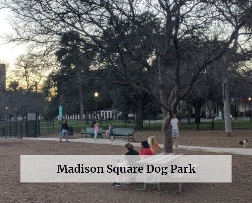 Madison Square Dog Park